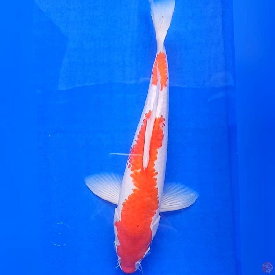 Kohaku 31cm