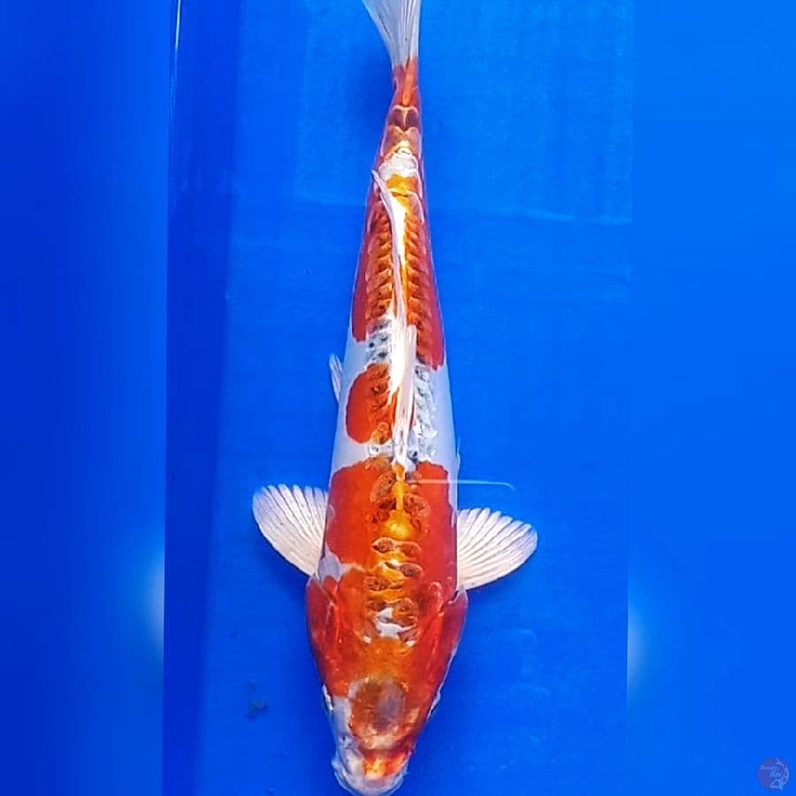 Kiko 30cm
