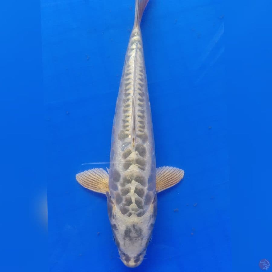 Antikan 26cm