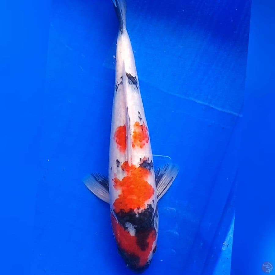 Showa 32cm
