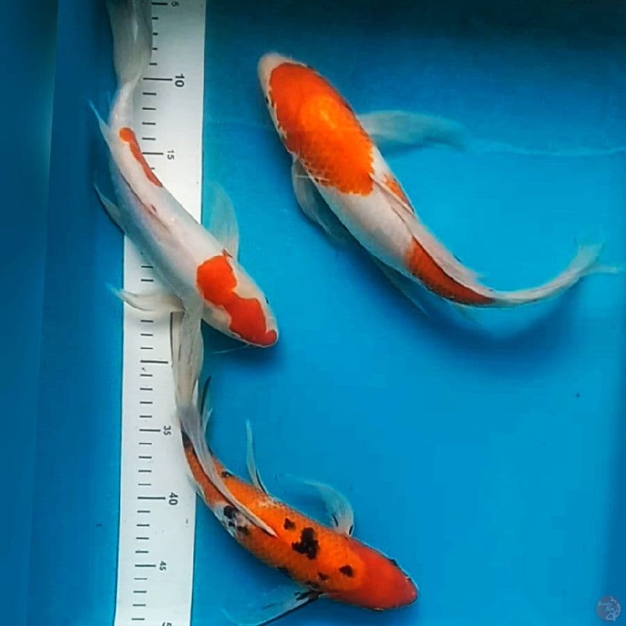 mix kumpay 3 ekor 29-31cm