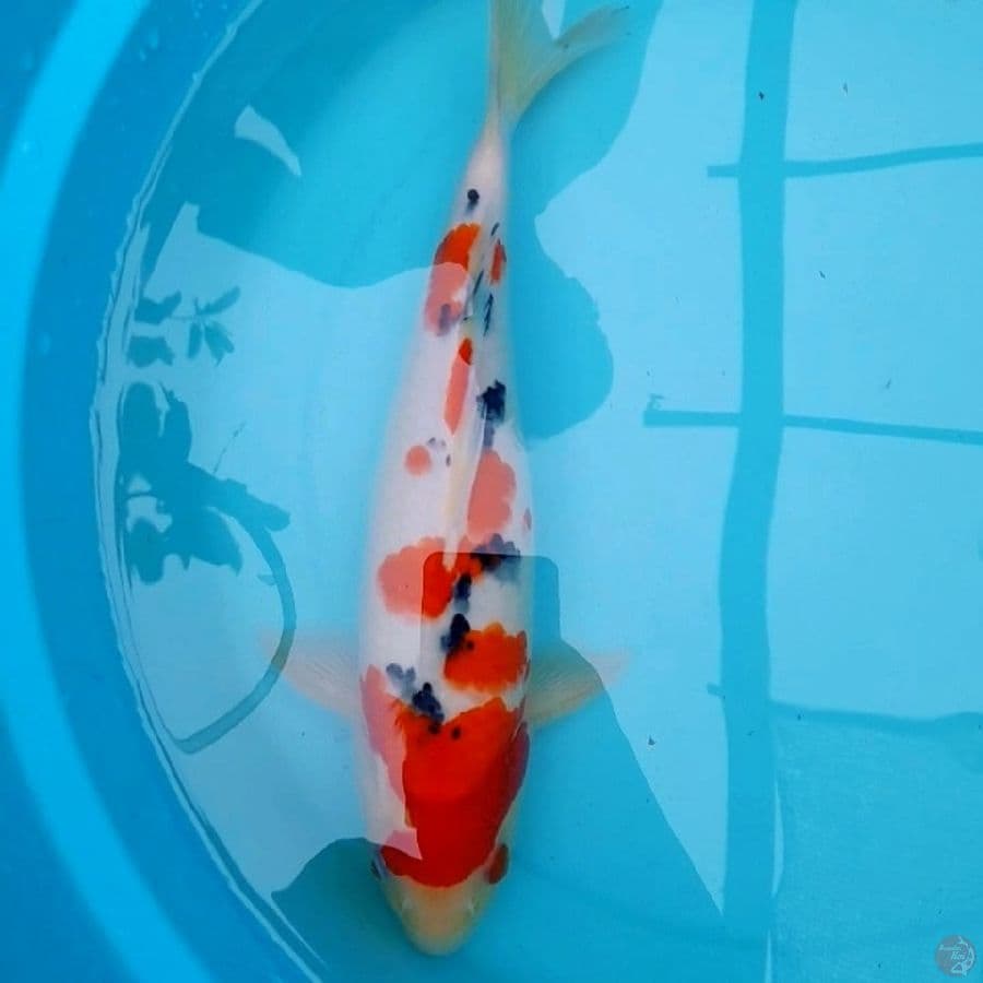 SUPER SANKE 35CM