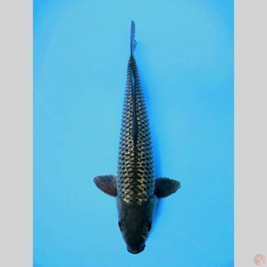 Black Diamond Soragoi 37CM