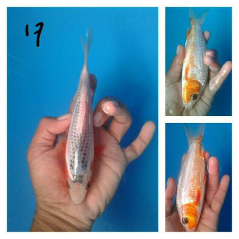 asagi 17cm
