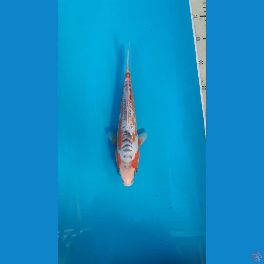 shusui