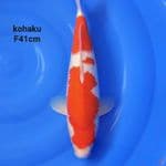 Kohaku Bulky