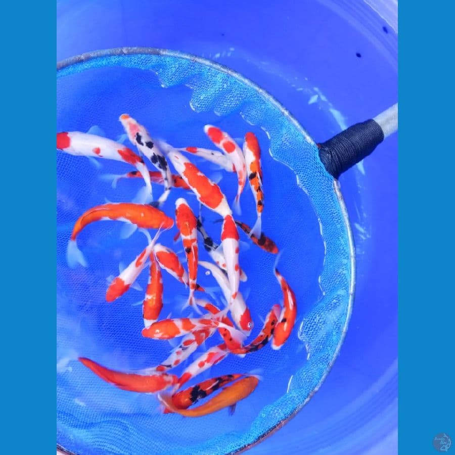 mix kohaku sanke 25ekor