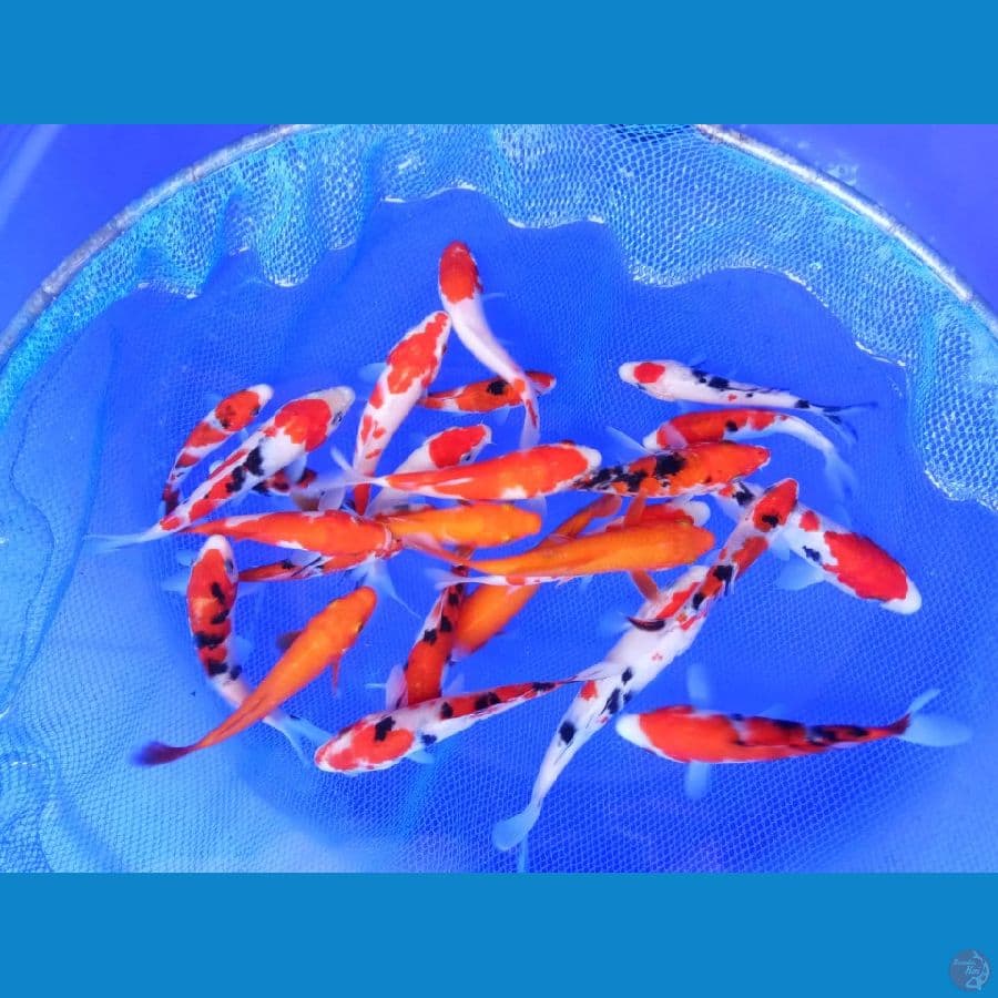 mix kohaku sanke 25ekor