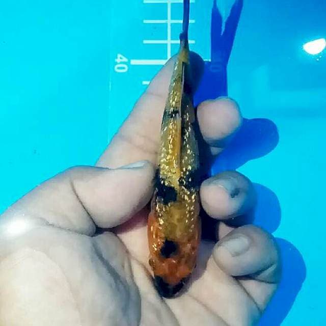 MINI GINRIN 10CM