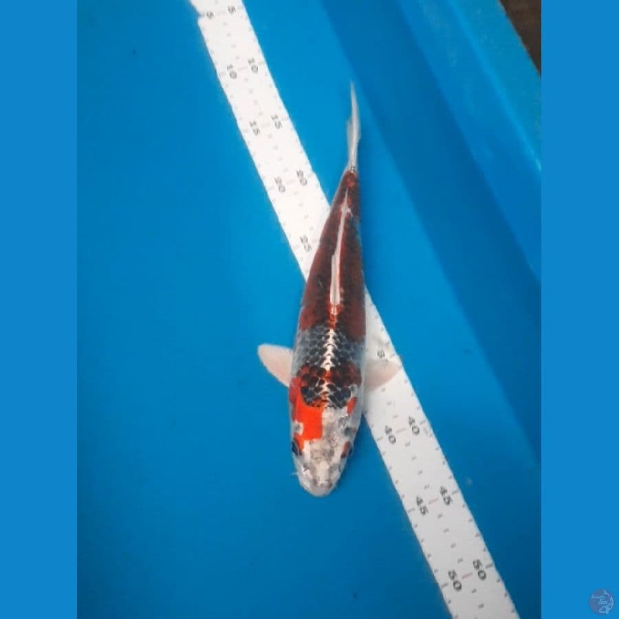 beni gingga 30cm