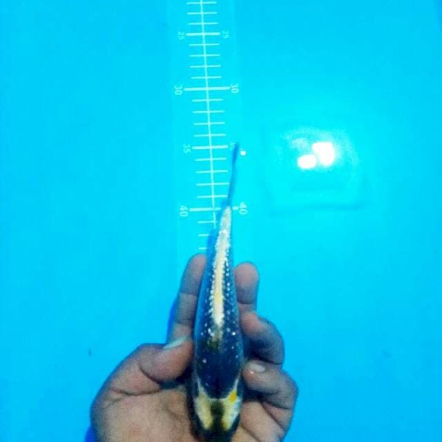 KABUTO 