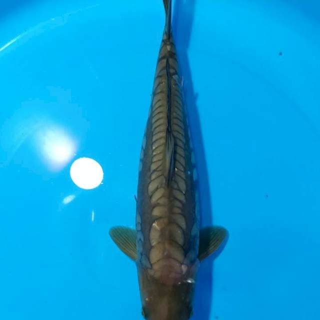 BAKARAN 1 ~ CHAGOI ARAGOKE - 39CM
