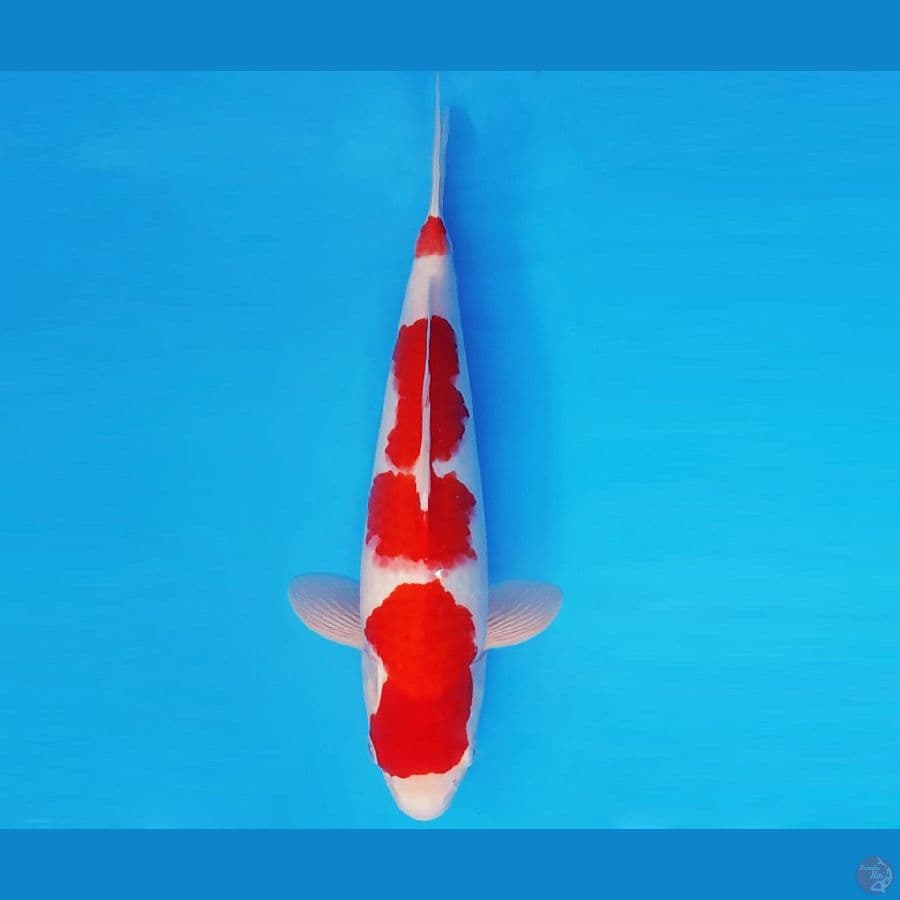 SAMOSA 5 ~ KOHAKU 34 cm/male ™