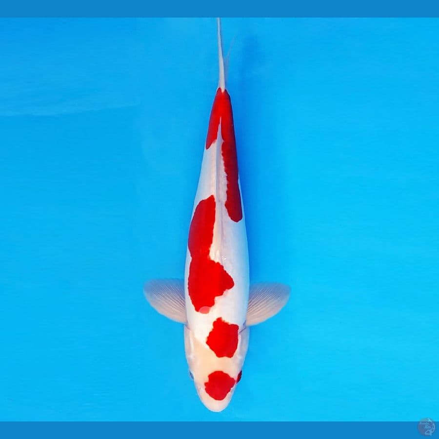 SAMOSA 6 ~ KOHAKU DOITSU 35 cm/fm ™