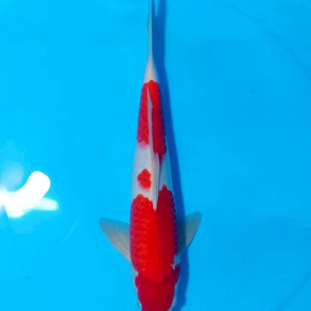 BAKARAN 2 ~ KOHAKU BENI STRONG - 36CM
