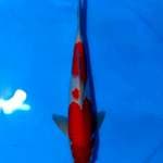 BAKARAN 2 ~ KOHAKU BENI STRONG - 36CM