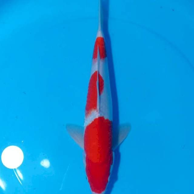 BAKARAN 3 ~ KOHAKU SANDAN - 37CM