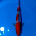 BAKARAN 3 ~ KOHAKU SANDAN - 37CM