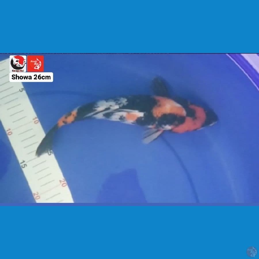 SHOWA 26CM --- CANAYA KOI FARM