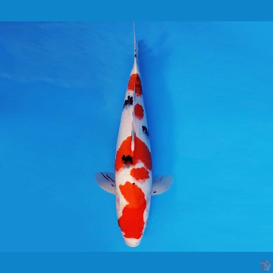 SAMOSA 10 ~ TAISHO SANKE 40 cm/fm ™
