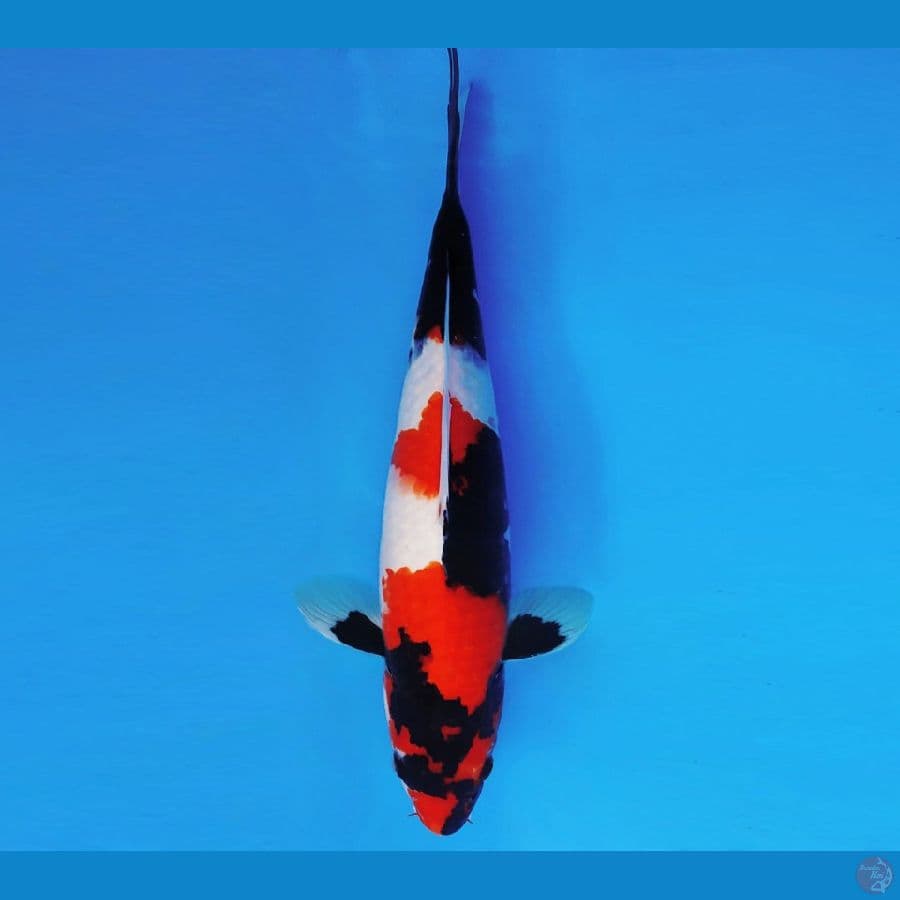 SAMOSA 11 ~ SHOWA EVOLUTION 31 cm/male ™