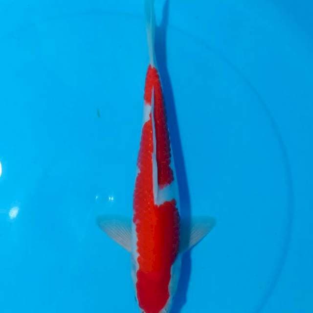 BAKARAN 8 ~ KOHAKU INAZUMA ORI - 36CM