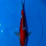 BAKARAN 8 ~ KOHAKU INAZUMA ORI - 36CM