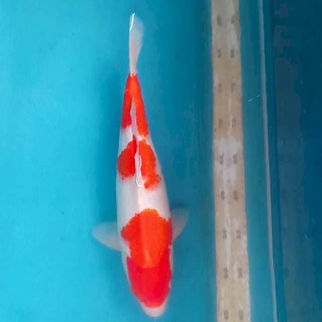 BSN 1 ~ KOHAKU SANDAN -38CM