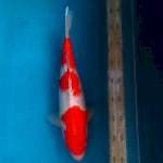 BSN 1 ~ KOHAKU SANDAN -38CM
