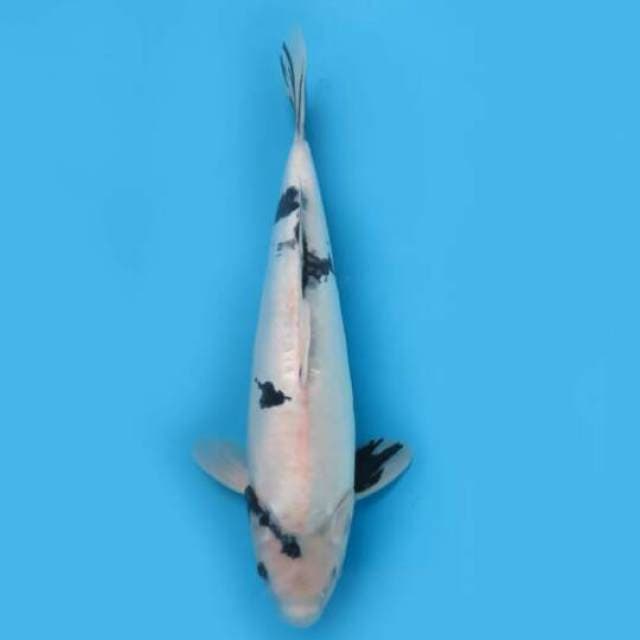 Shiro Doitsu Calon Induk 40cm Female Tosai 