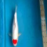 BSN 2 ~ TANCHO KOHAKU ORIGINAL - 40CM