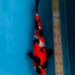 BSN 3 ~ SHOWA MARUTEN - 43CM