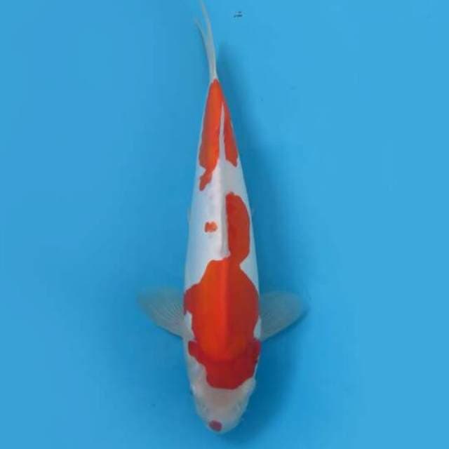 Kohaku Doitsu Murni Original 31cm Female Tosai 