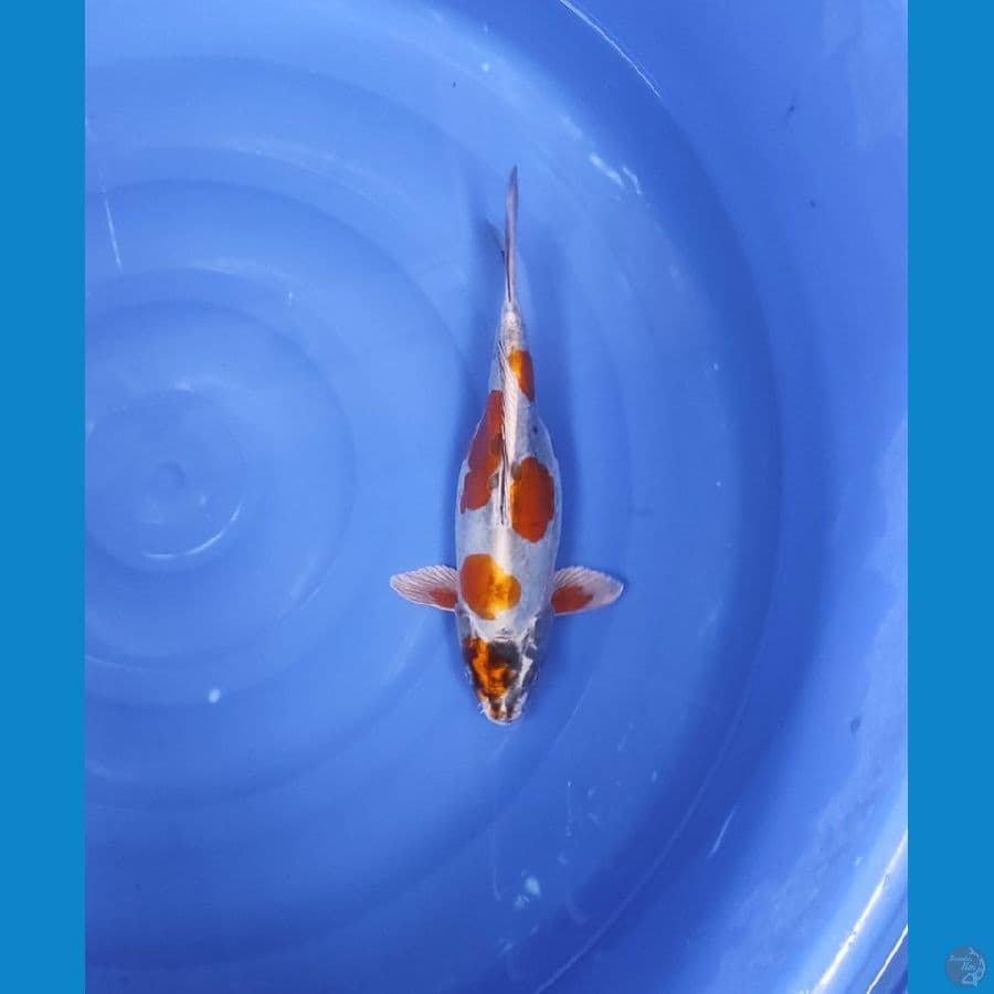 KIKO CEPLOK 33 CM