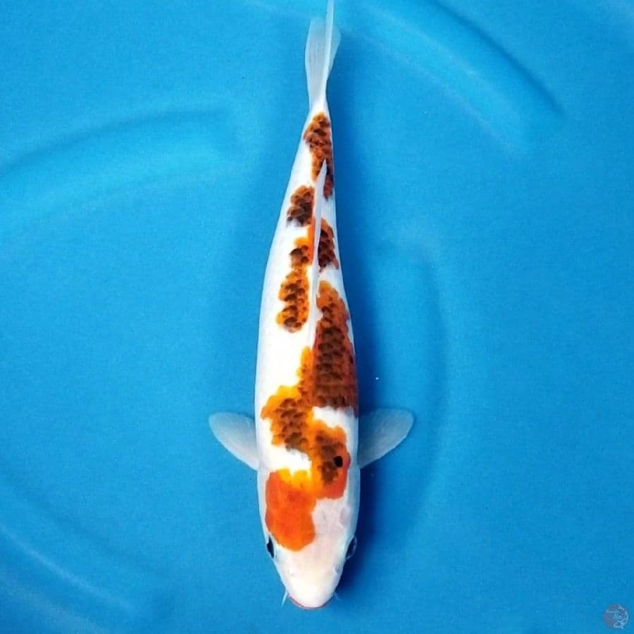 GYOJIN 3 ~ INAZUMA GOROMO 33 CM