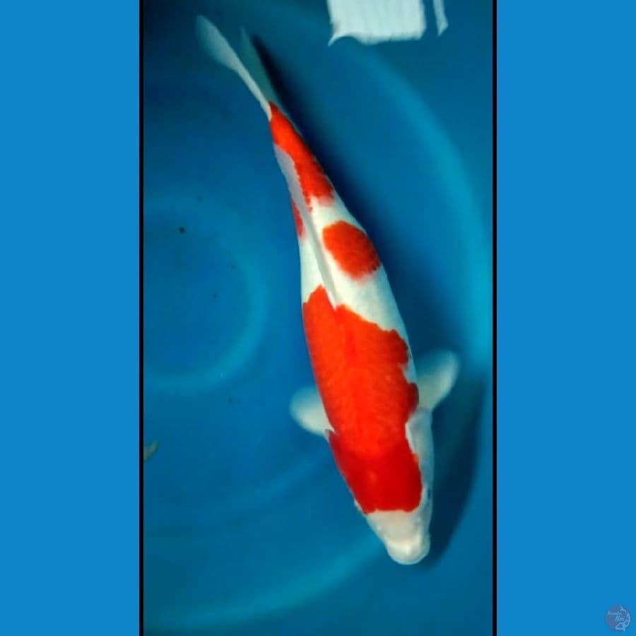 kohaku 48cm fm