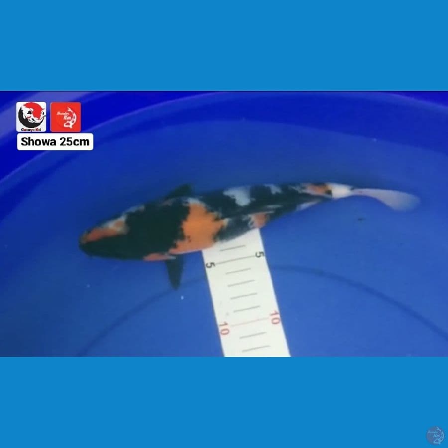 SHOWA 25CM --- CANAYA KOI FARM
