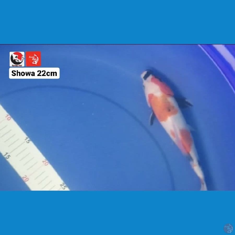 SHOWA 22CM --- CANAYA KOI FARM