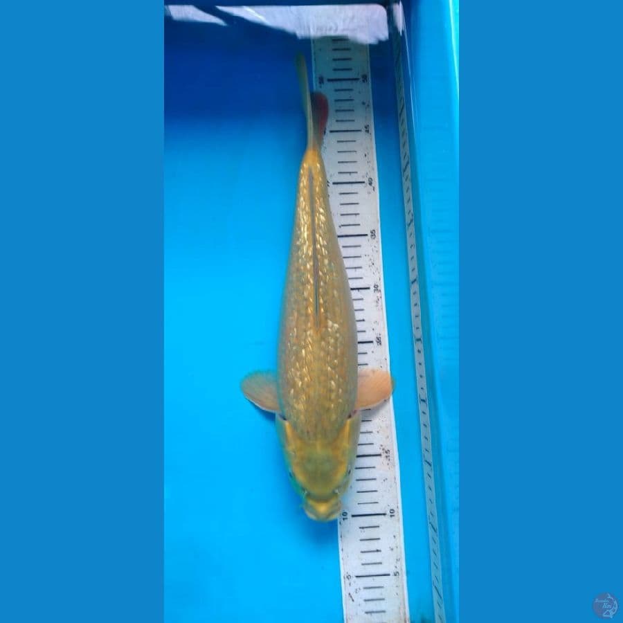 midori ginrin 38 cm