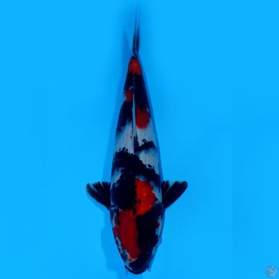 MAN 3 ~ NIDAN SHOWA SANSHOKU 34CM
