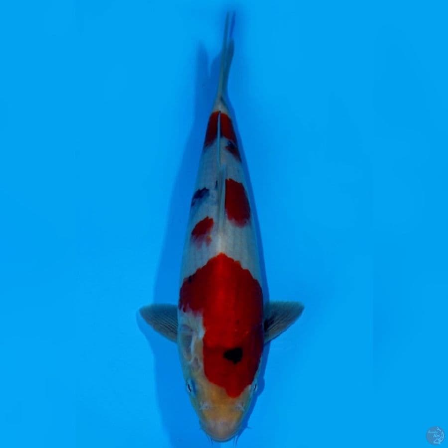 MAN 4 ~ KINDAI SHOWA BEST 33CM
