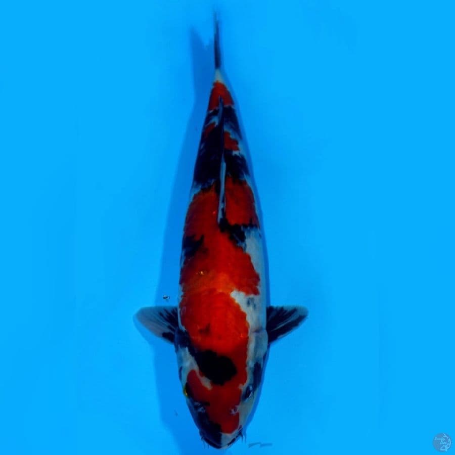 MAN 9 ~ SHOWA SANSHOKU JUMBTOS 41CM