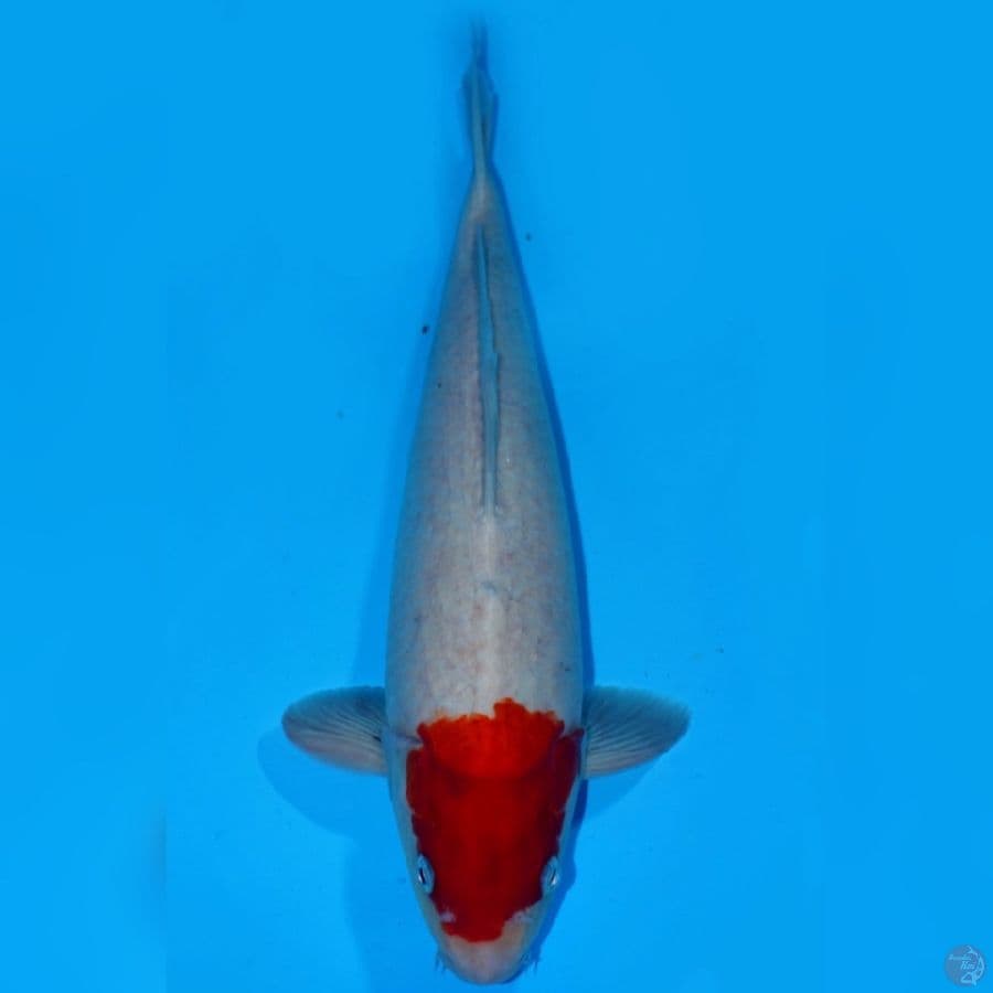 MAN 10 ~ TANCHO KOHAKU JUMBTOS 39CM