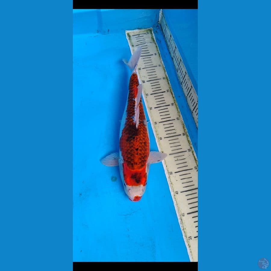 ghosiki ...... 44cm