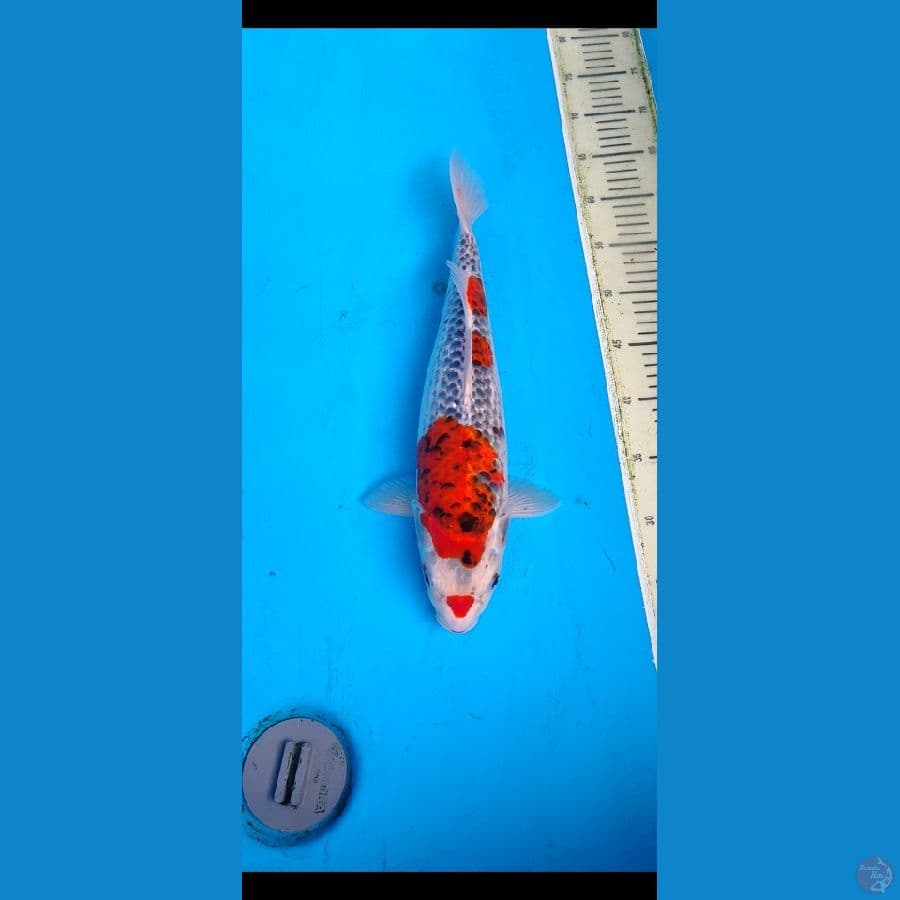 ghosikiii.... 40cm