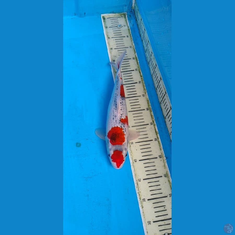 37cm