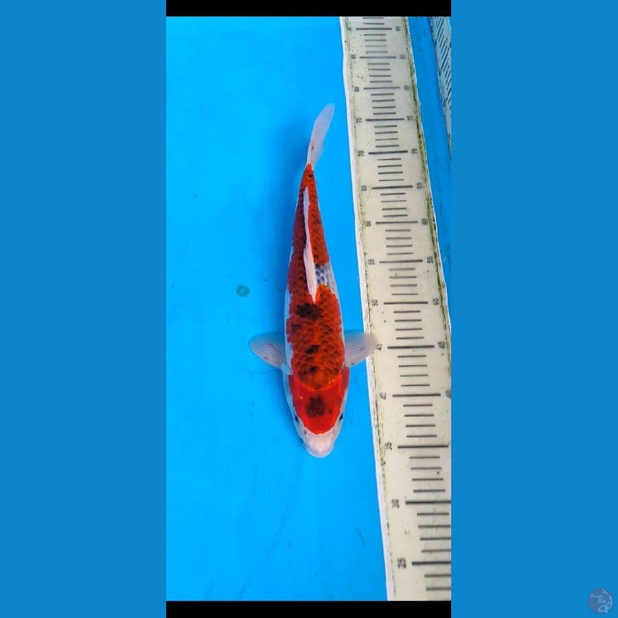 38cm