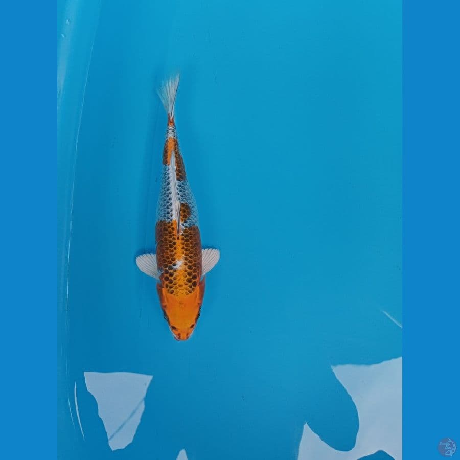 kujaku 27 cm