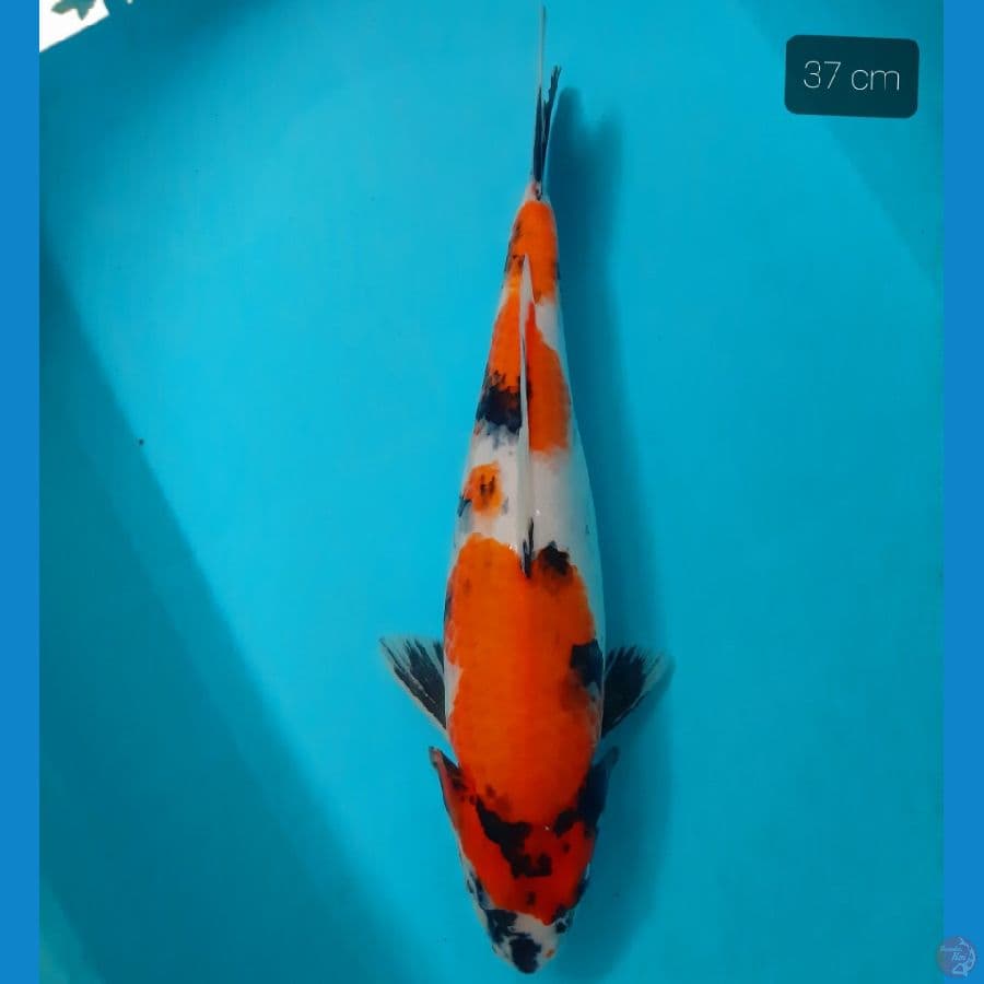 showa 37 cm