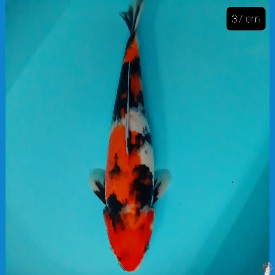 showa 37 cm